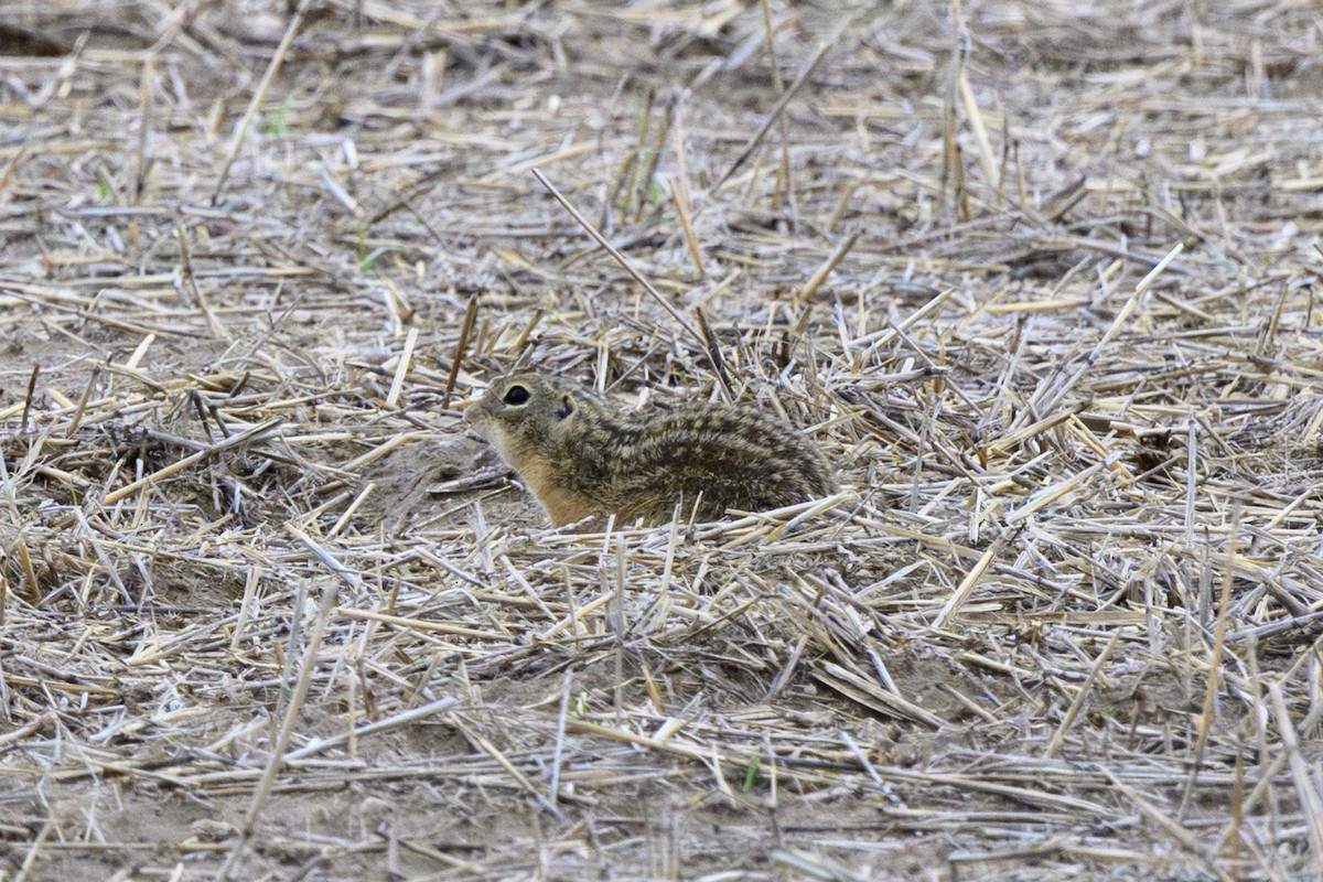 Thirteen-lined Ground Squirrel - ML638402625