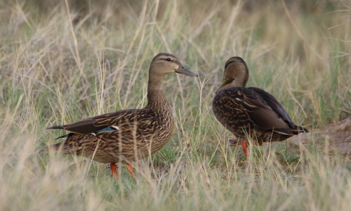 Mexican Duck - ML638402639