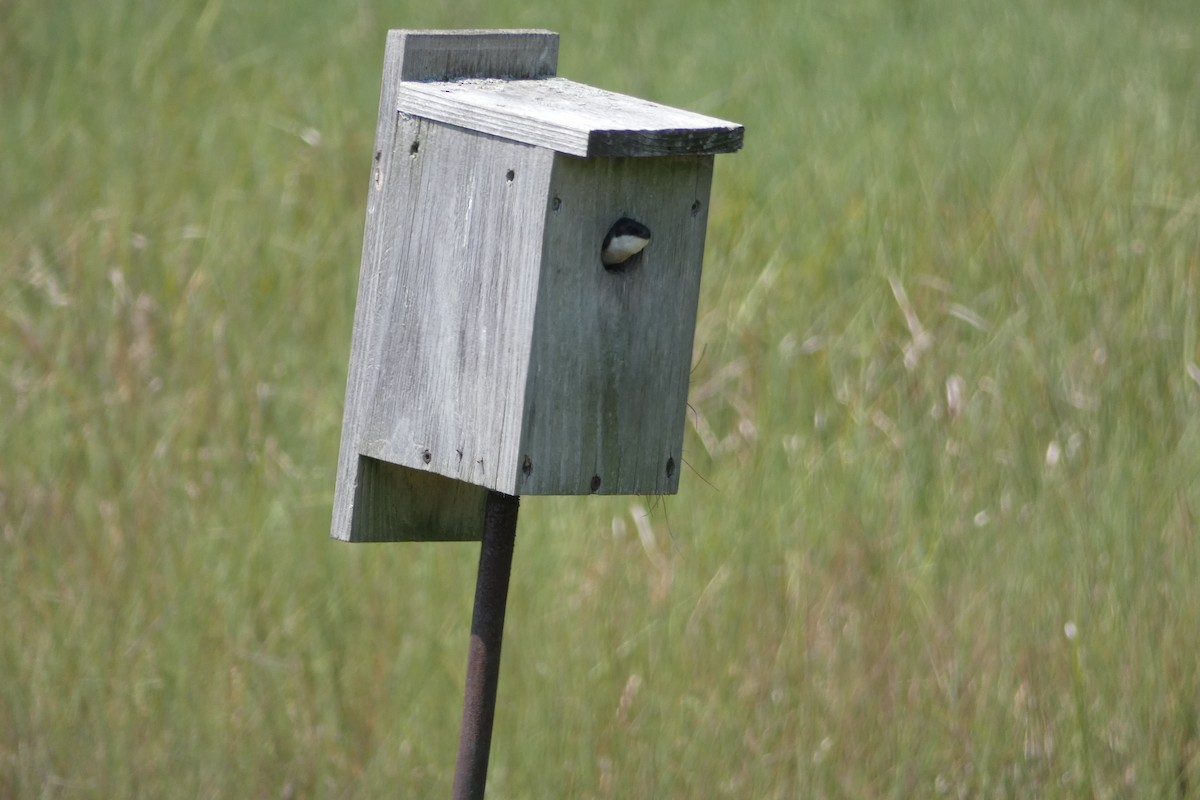Tree Swallow - ML638402642