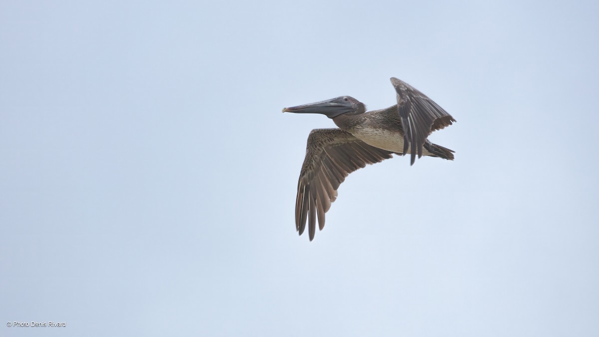 Brown Pelican - ML638402644