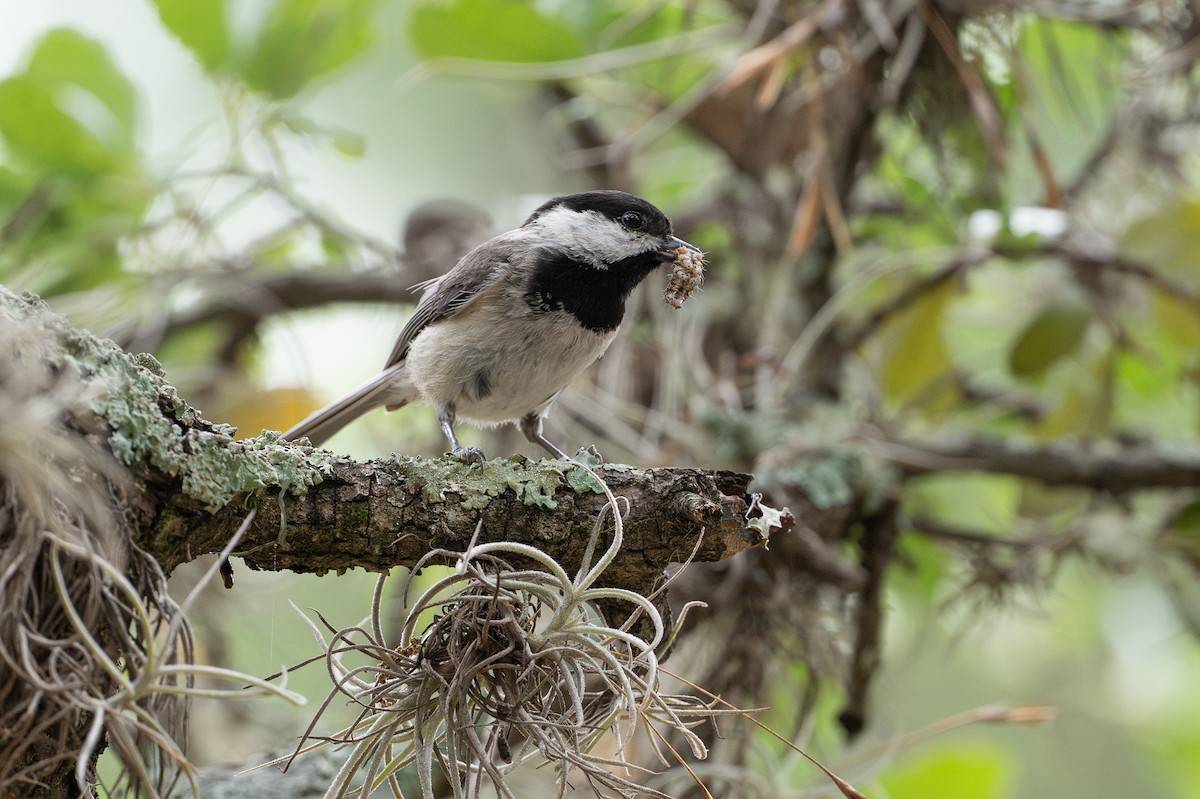 Carolina Chickadee - ML638402645