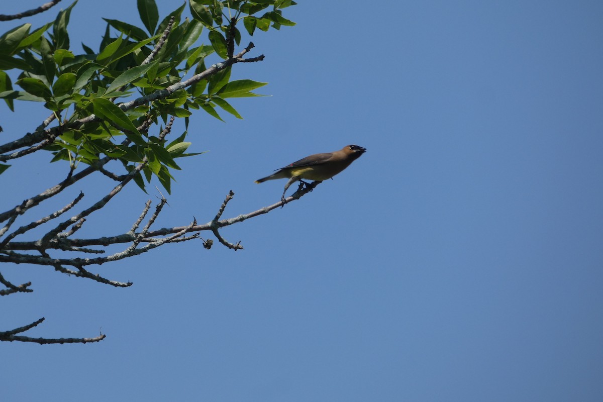 Cedar Waxwing - ML638402647