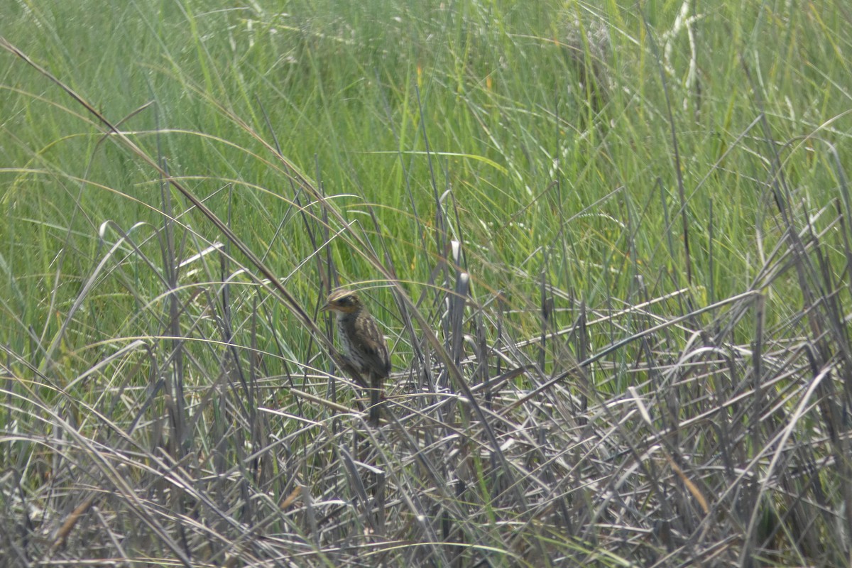 Saltmarsh Sparrow - ML638402649