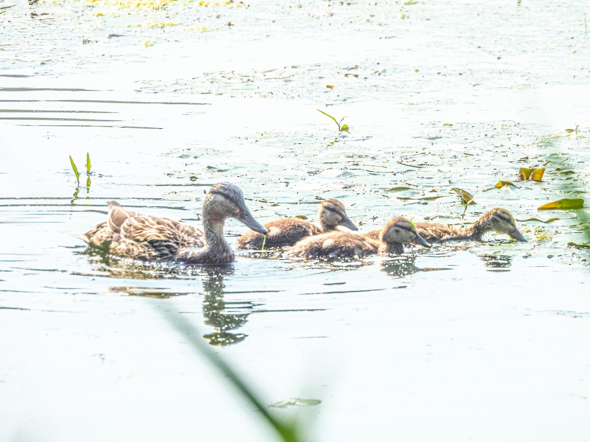 Mallard - ML638402652