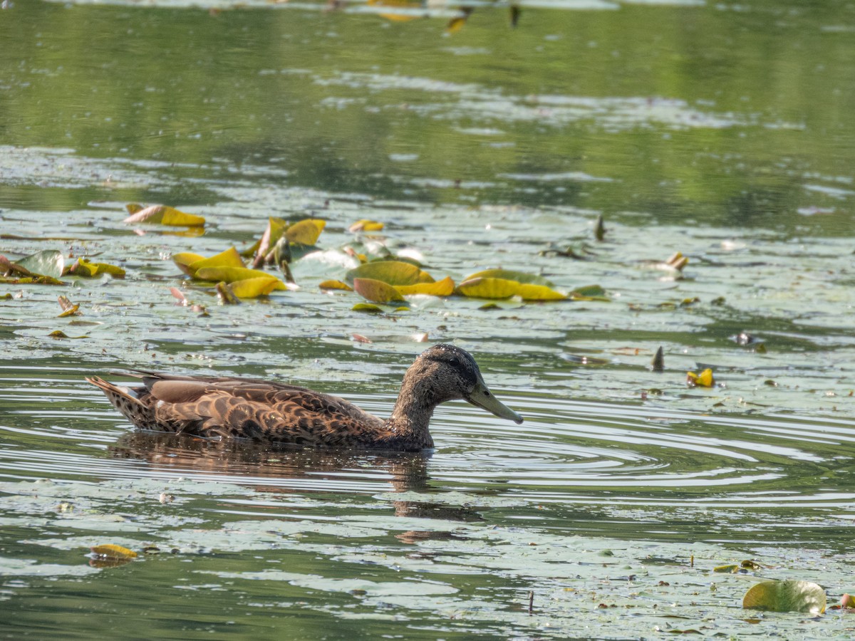 Mallard - ML638402653