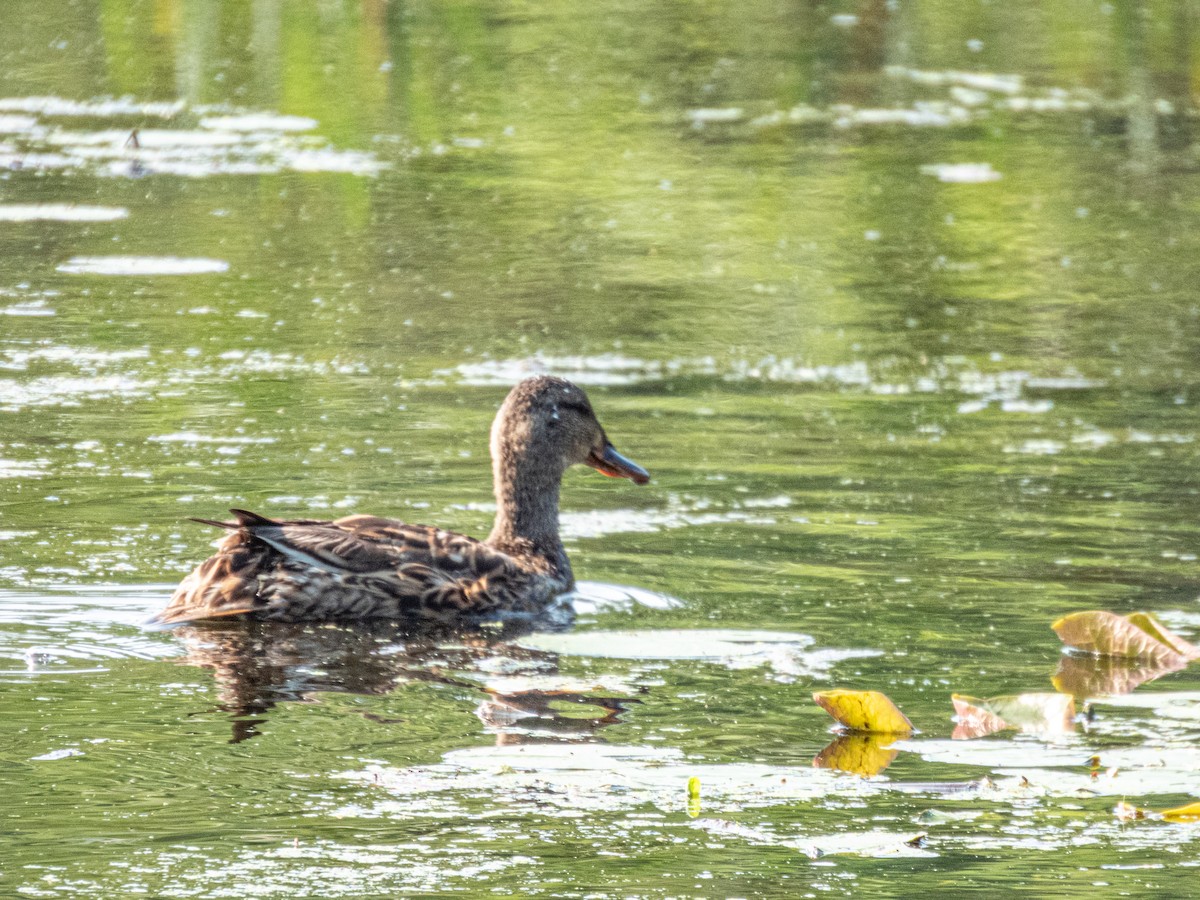 Mallard - ML638402654