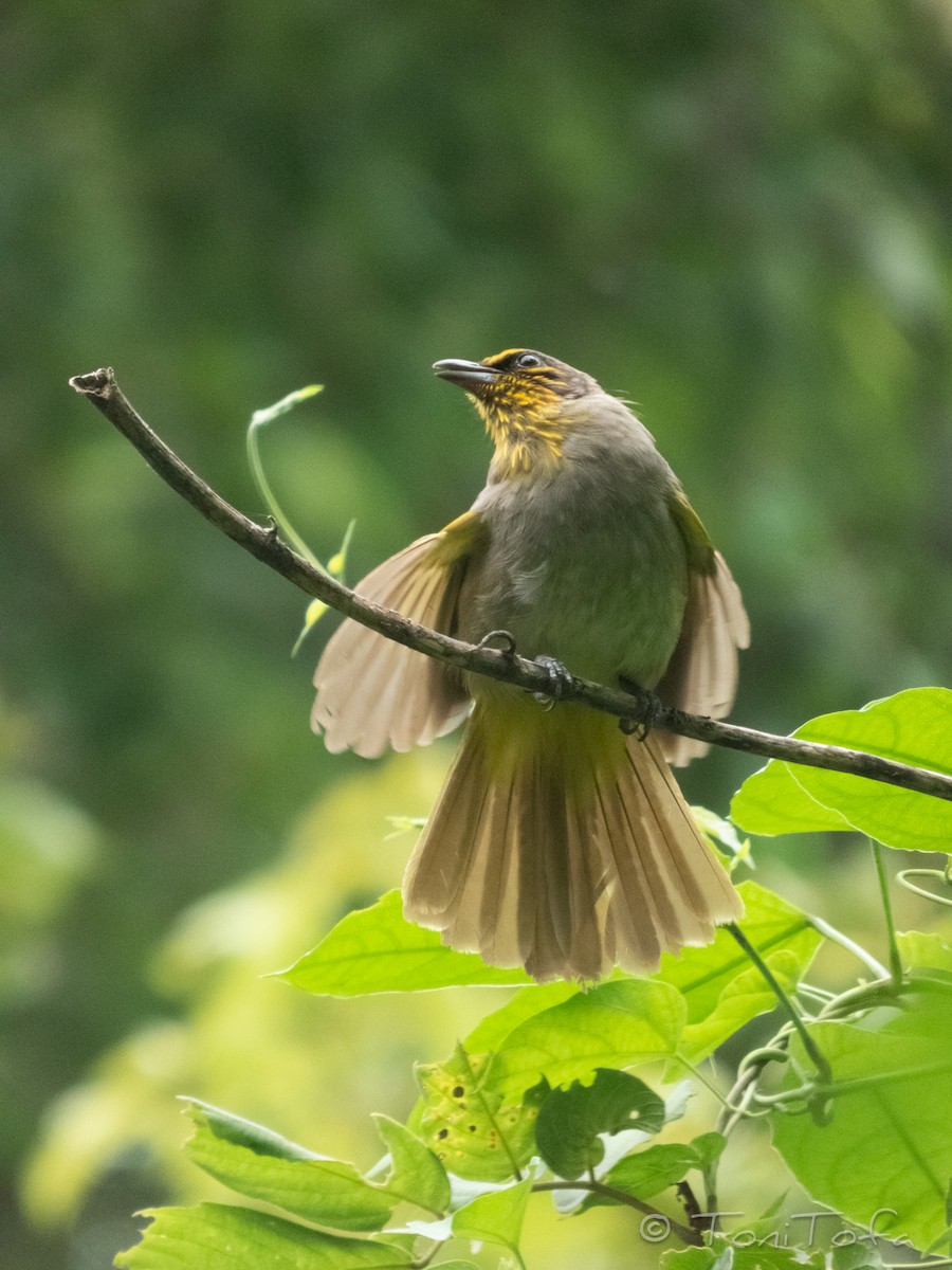 Stripe-throated Bulbul - ML638402668
