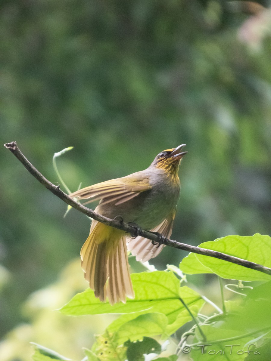 Stripe-throated Bulbul - ML638402669