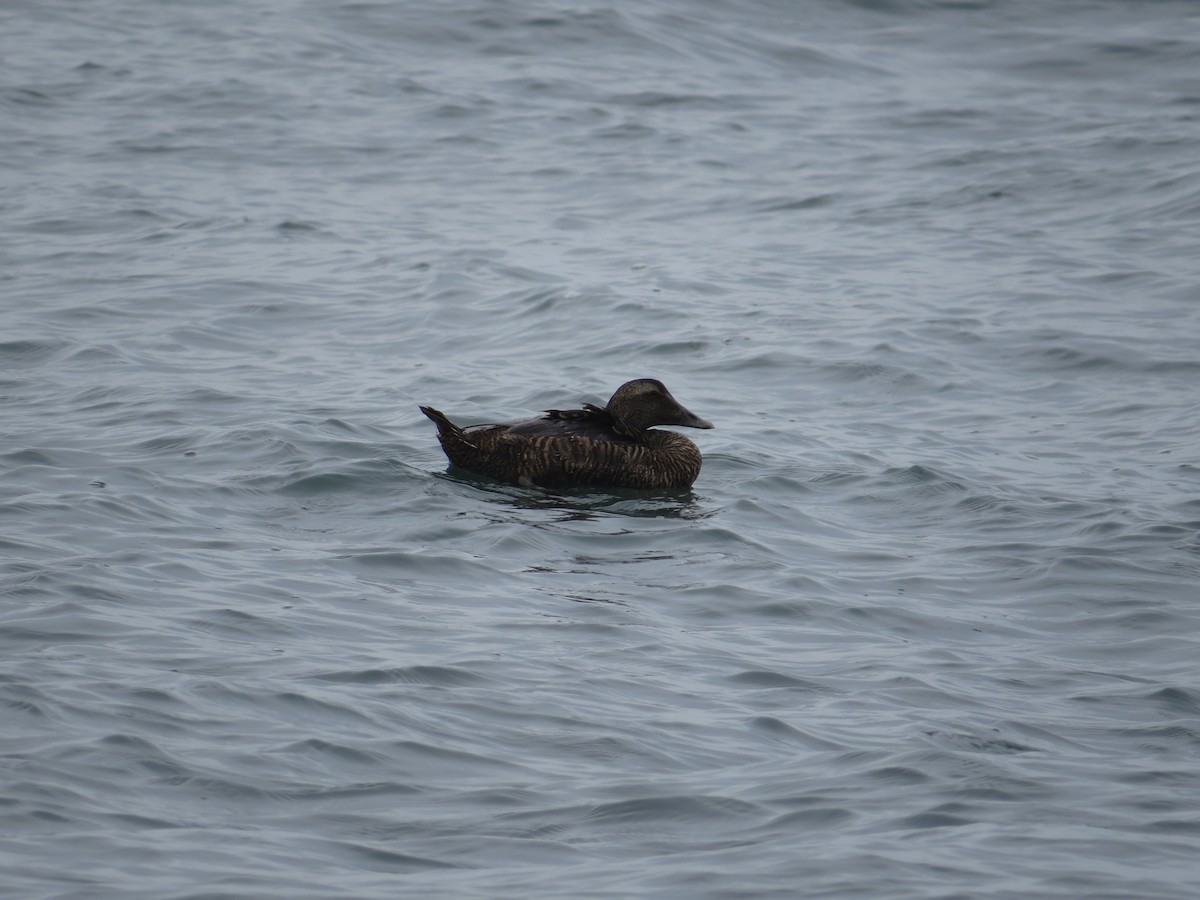Common Eider - ML638402675