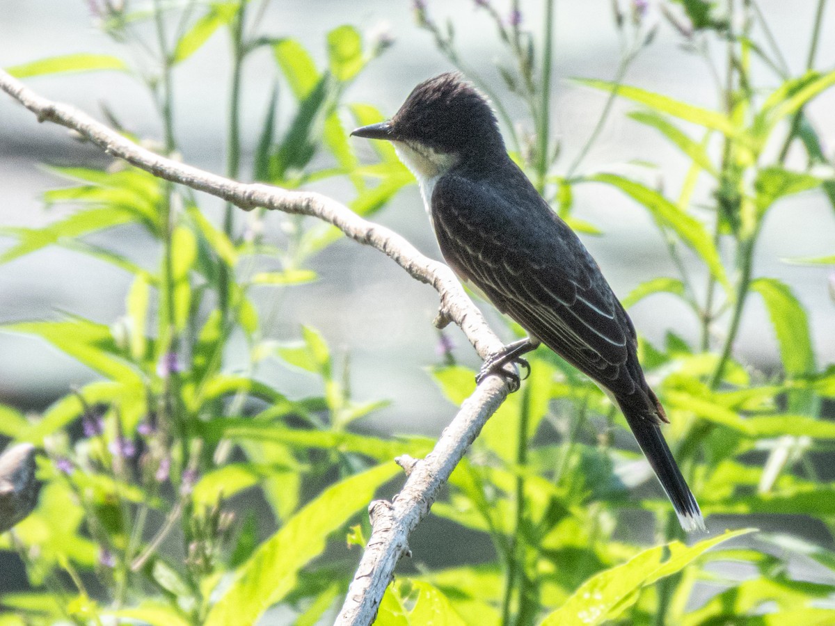Eastern Kingbird - ML638402679