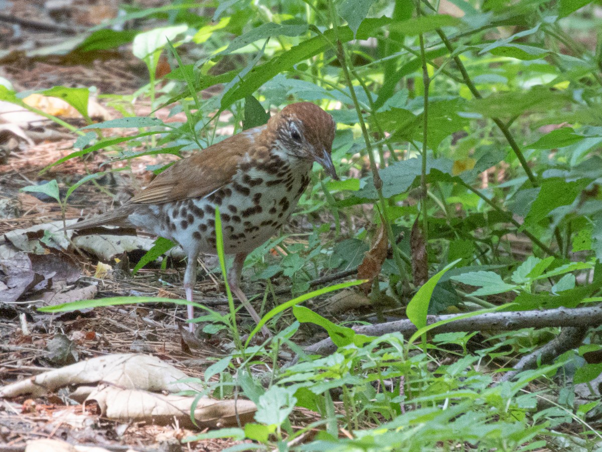 Wood Thrush - ML638402690