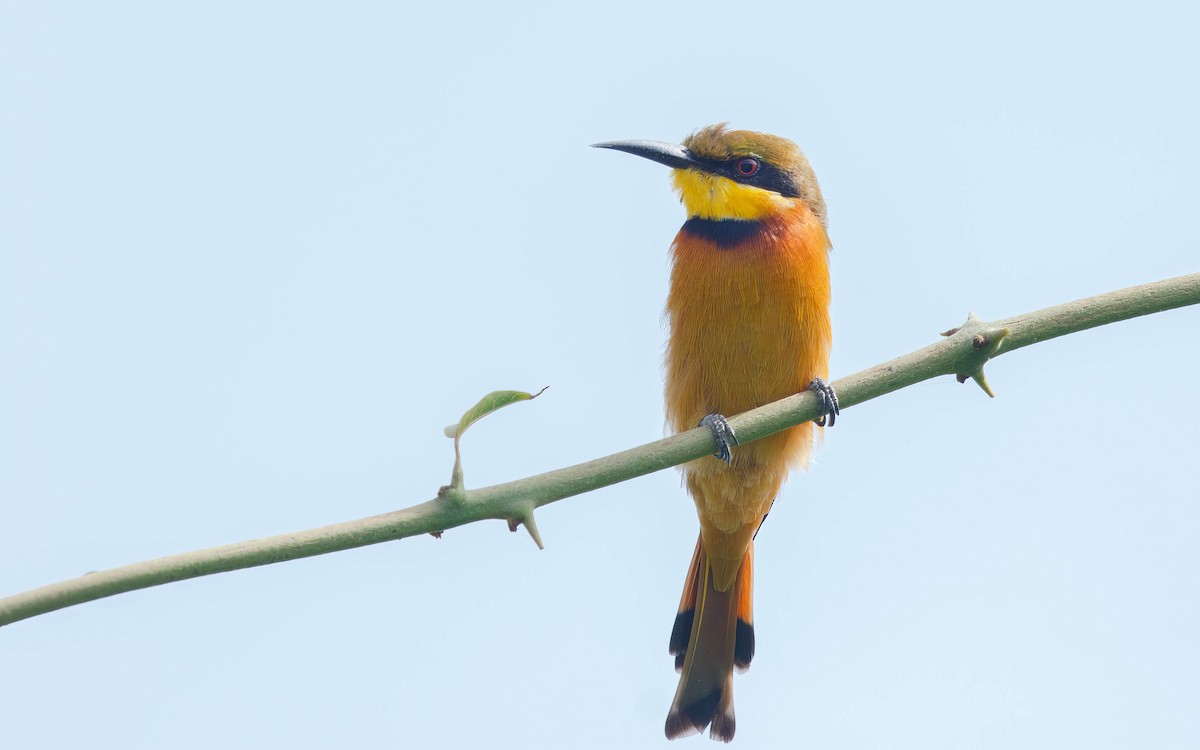 Little Bee-eater - ML638402694