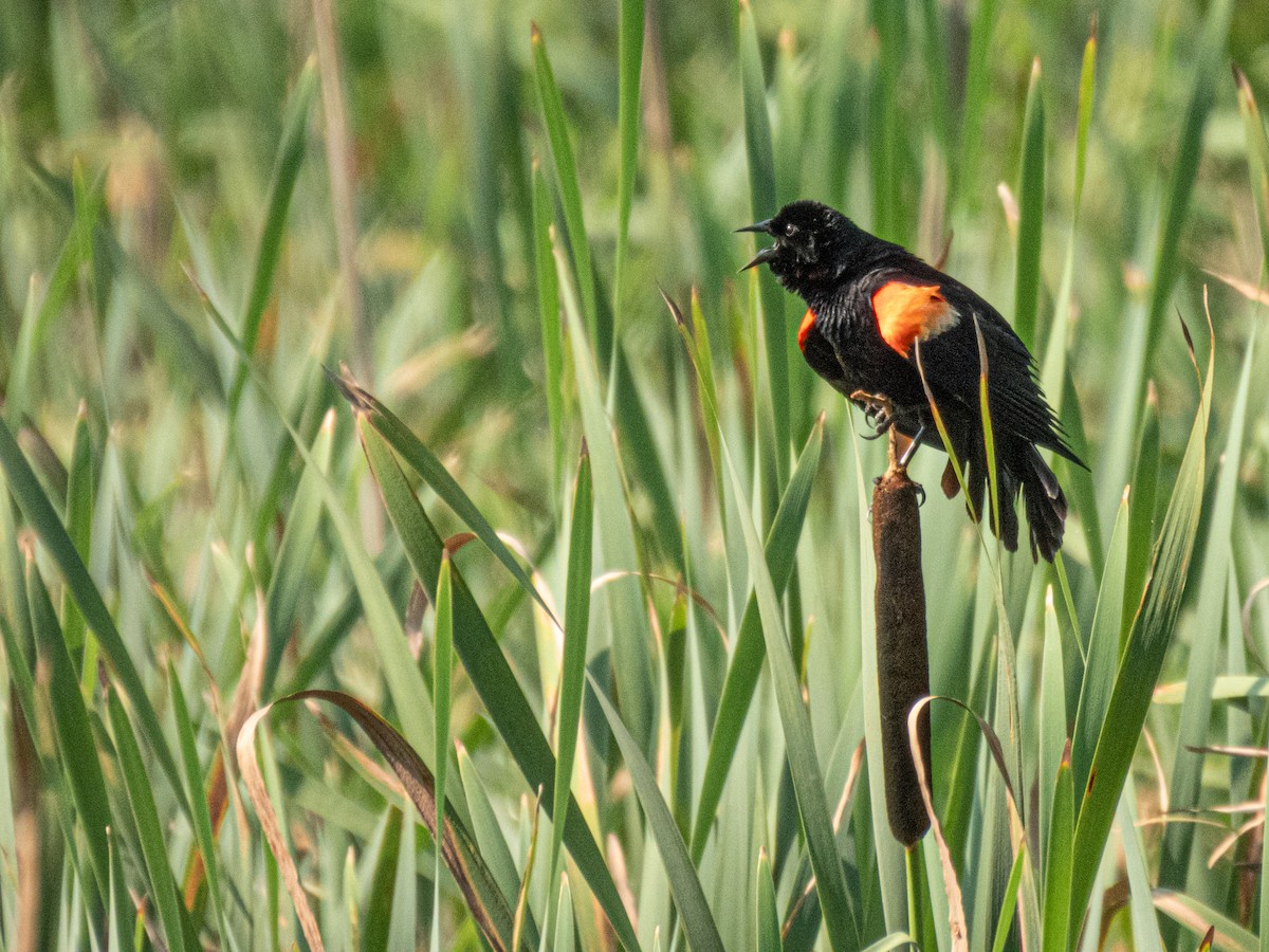 Red-winged Blackbird - ML638402696
