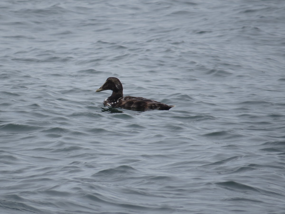 Common Eider - ML638402718