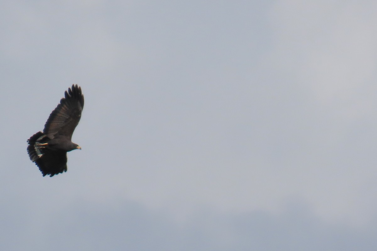 Common Black Hawk - ML638402729