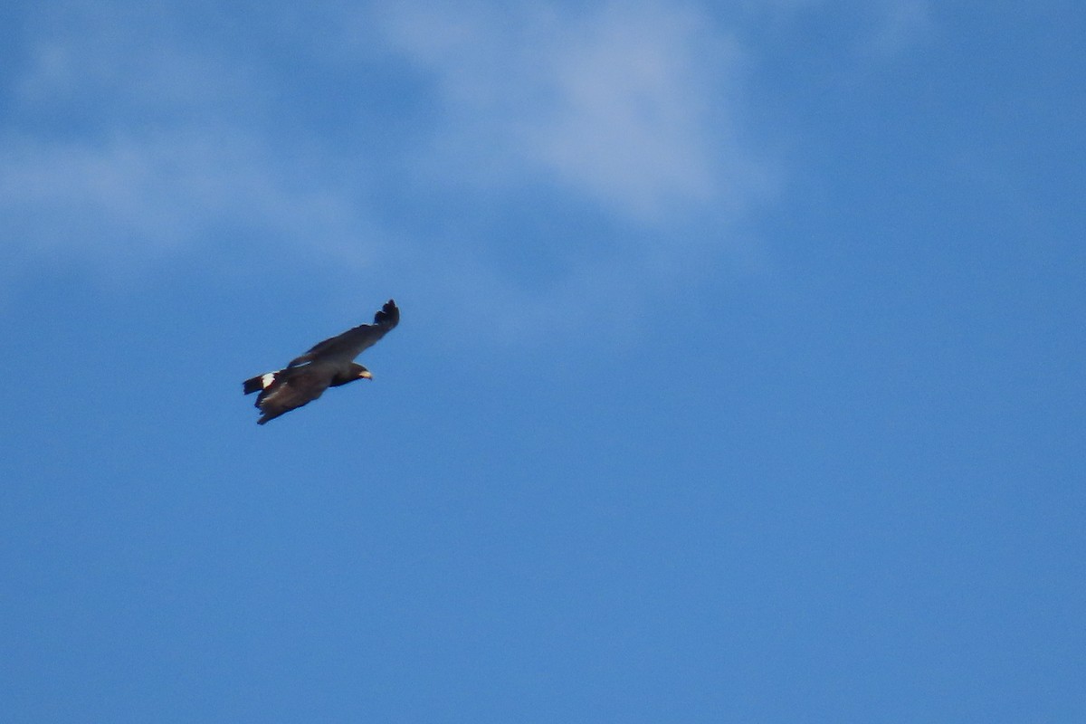 Common Black Hawk - ML638402730