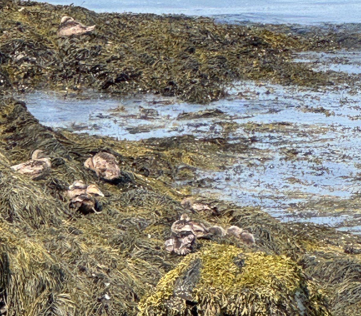 Common Eider - ML638402743