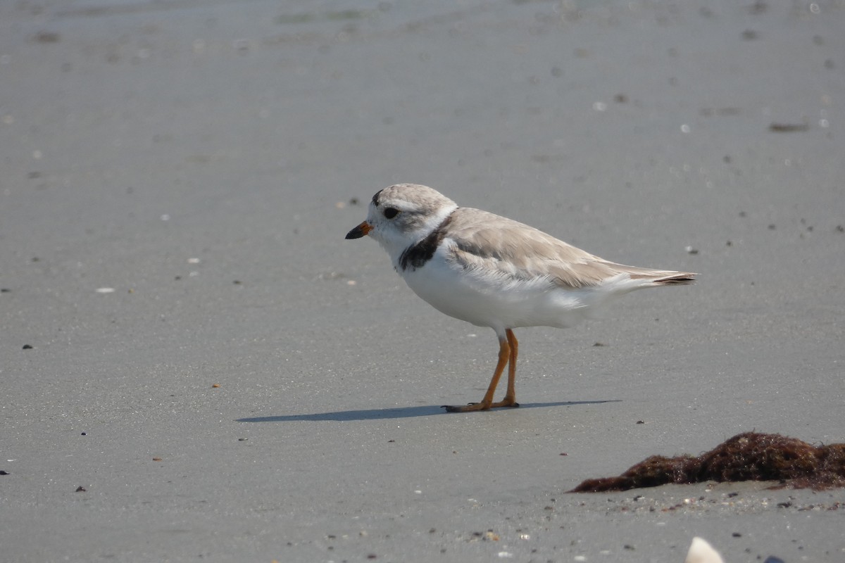 Piping Plover - ML638402751