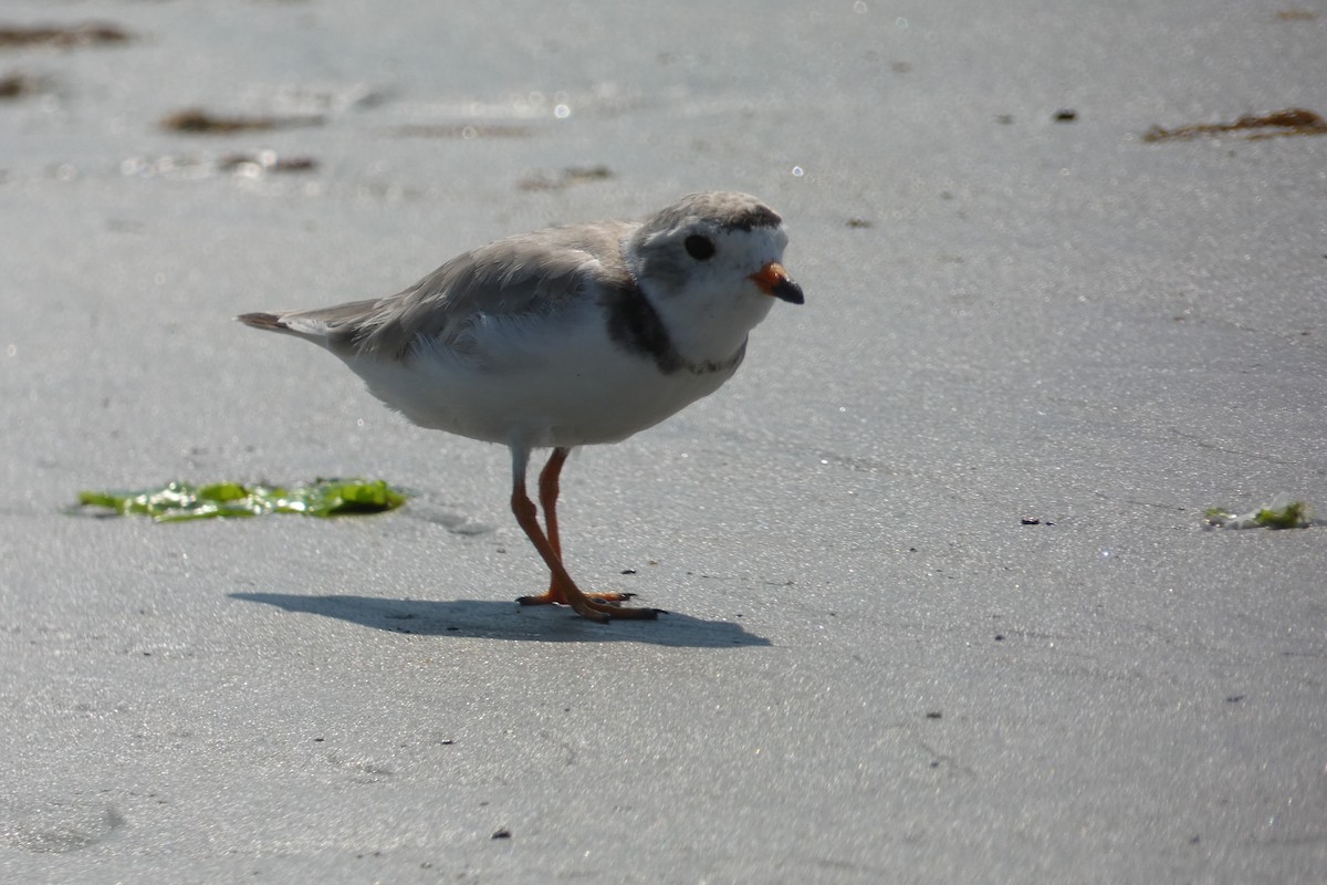 Piping Plover - ML638402757