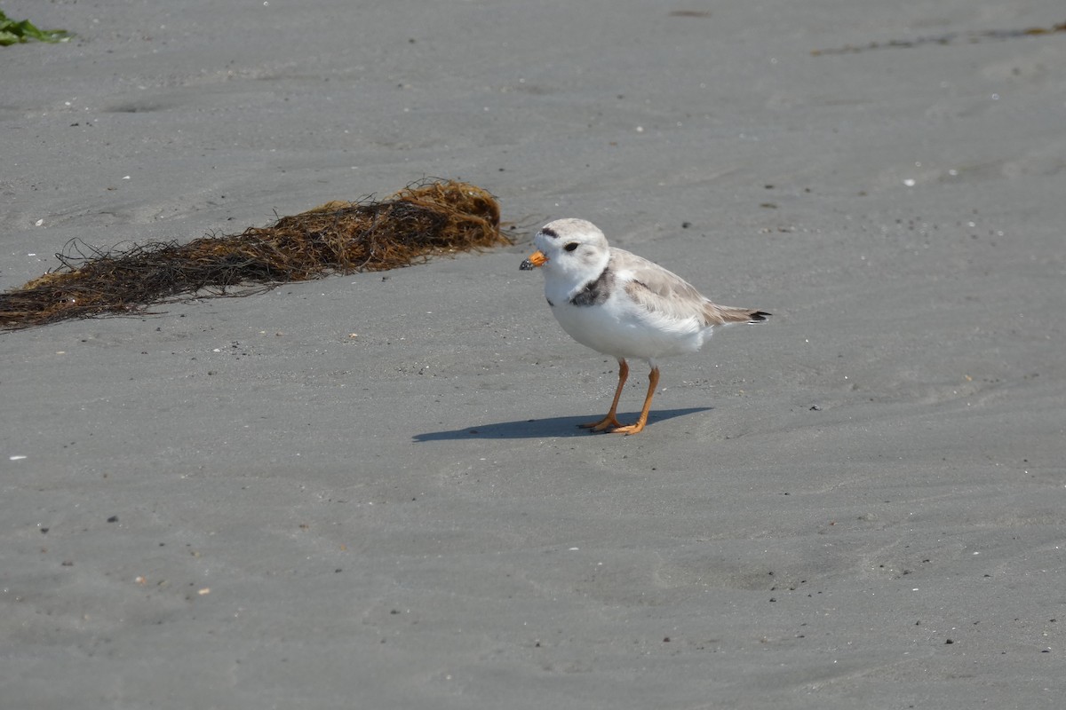Piping Plover - ML638402761