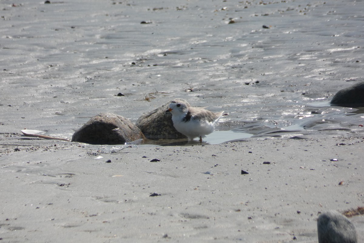 Piping Plover - ML638402768