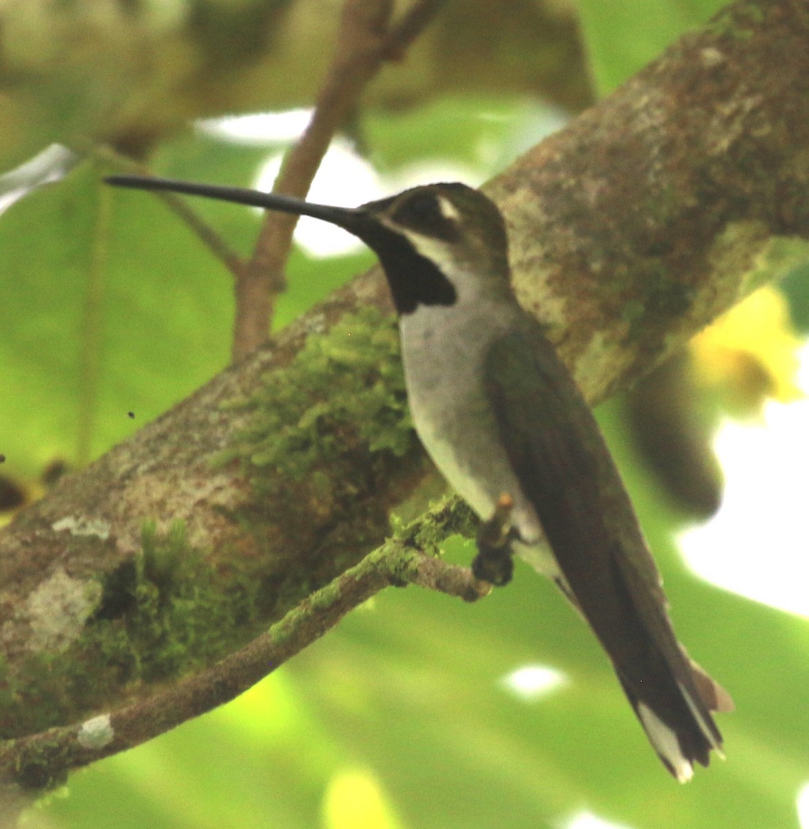 Long-billed Starthroat - ML638402773