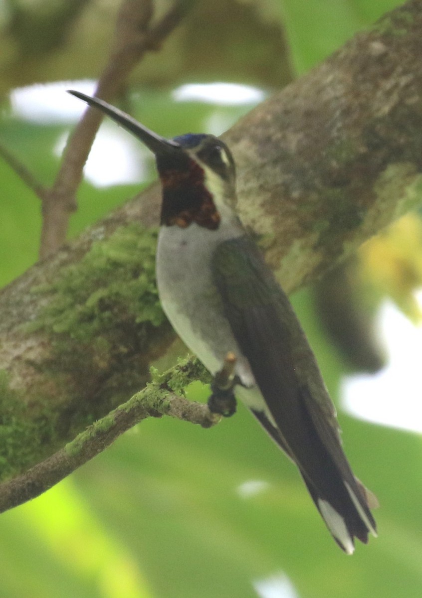 Long-billed Starthroat - ML638402778