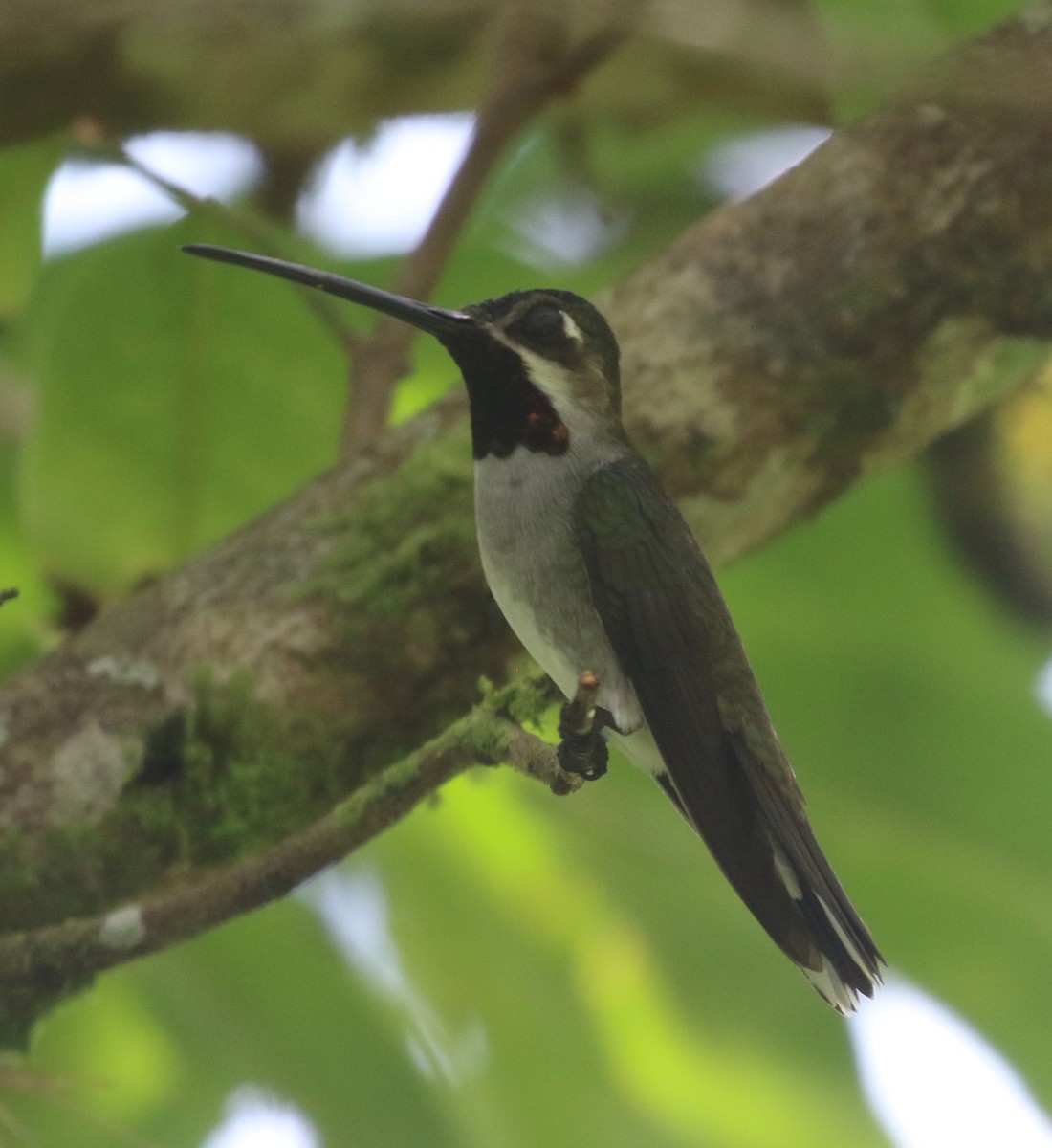 Long-billed Starthroat - ML638402780