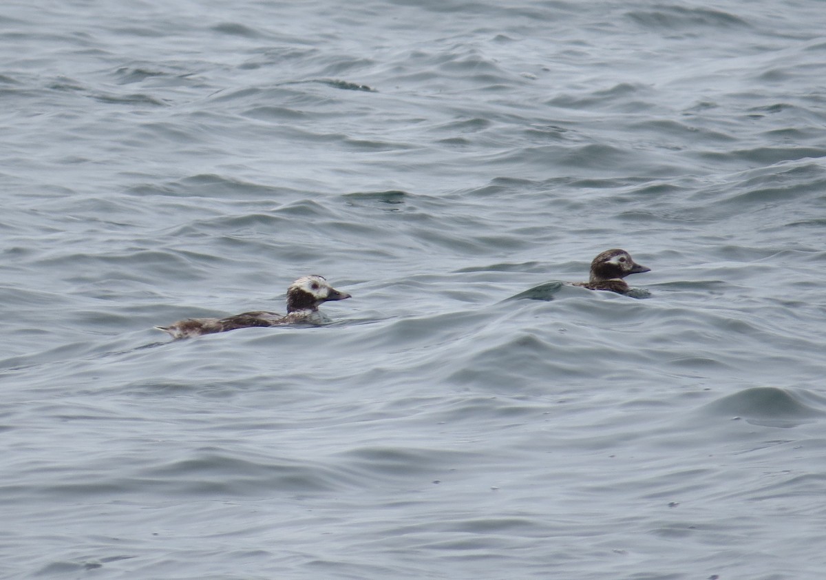 Long-tailed Duck - ML638402782