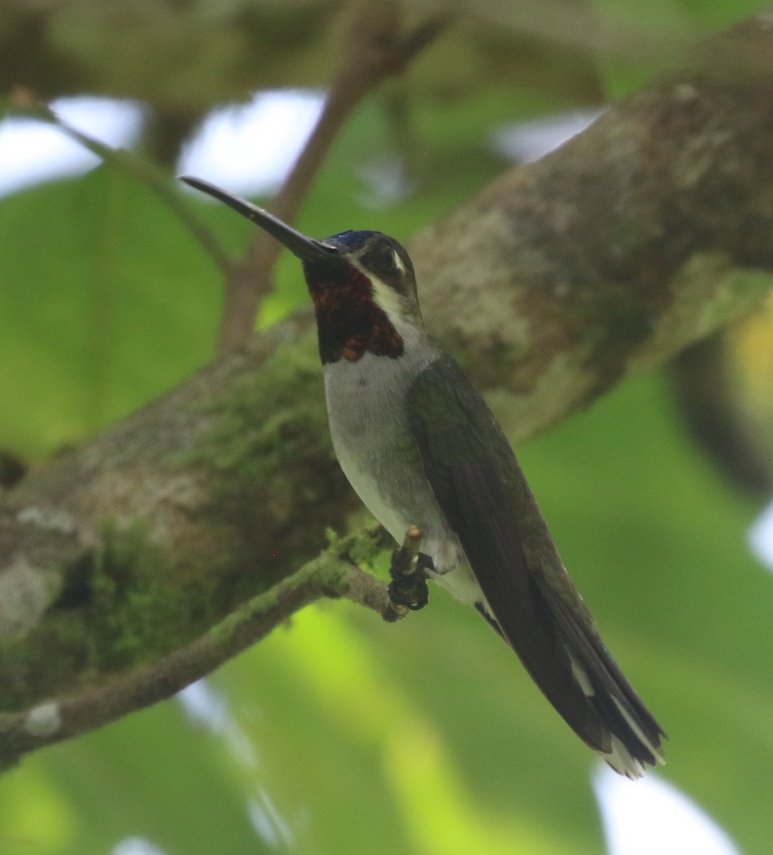 Long-billed Starthroat - ML638402784