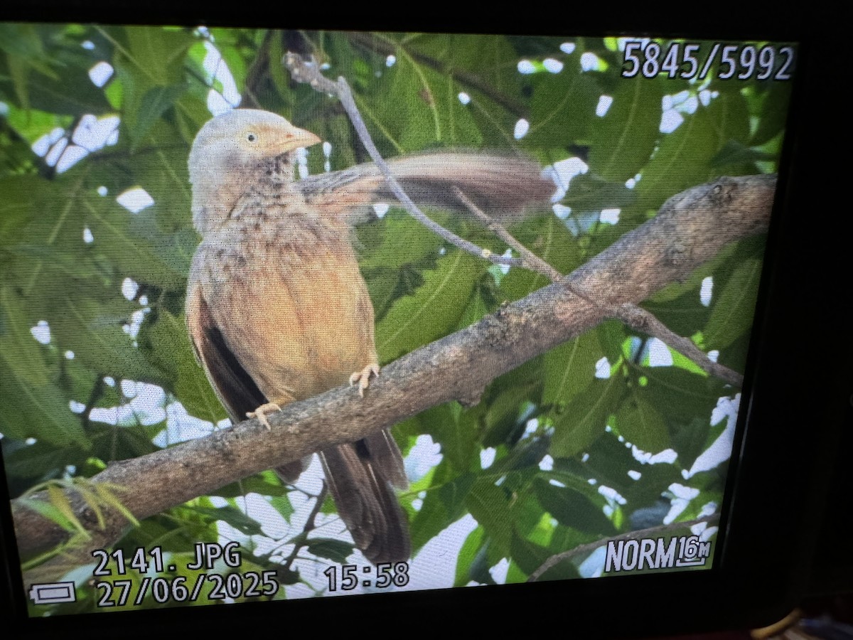 Yellow-billed Babbler - ML638402808