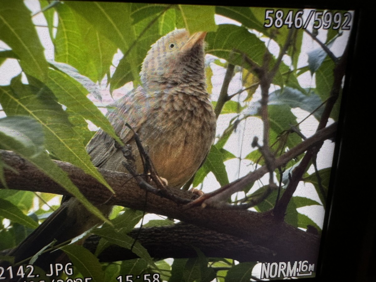 Yellow-billed Babbler - ML638402809