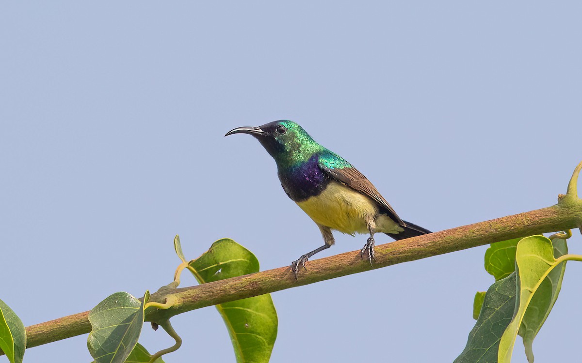 Variable Sunbird - ML638402812