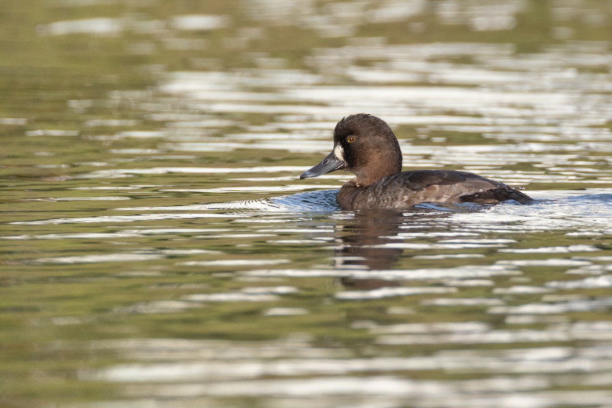 Lesser Scaup - ML638402831