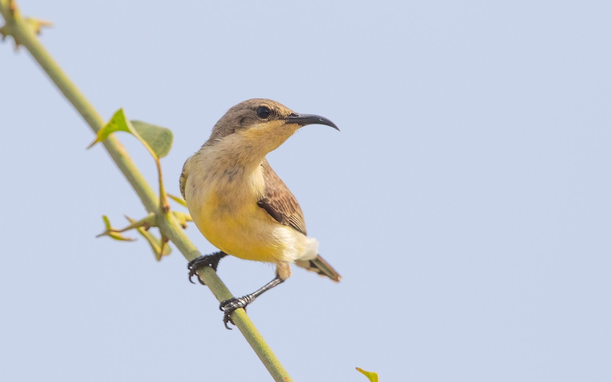 Variable Sunbird - ML638402832