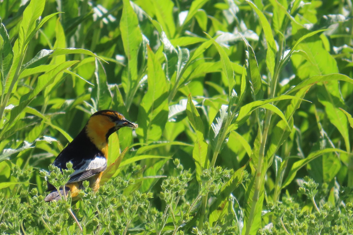 Bullock's Oriole - ML638402873