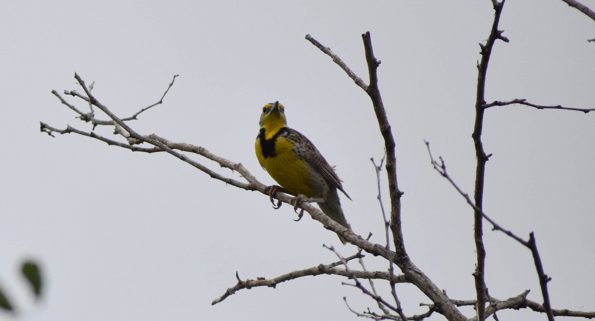 Western Meadowlark - ML638402874