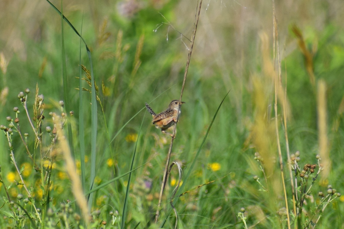 Sedge Wren - ML638402876