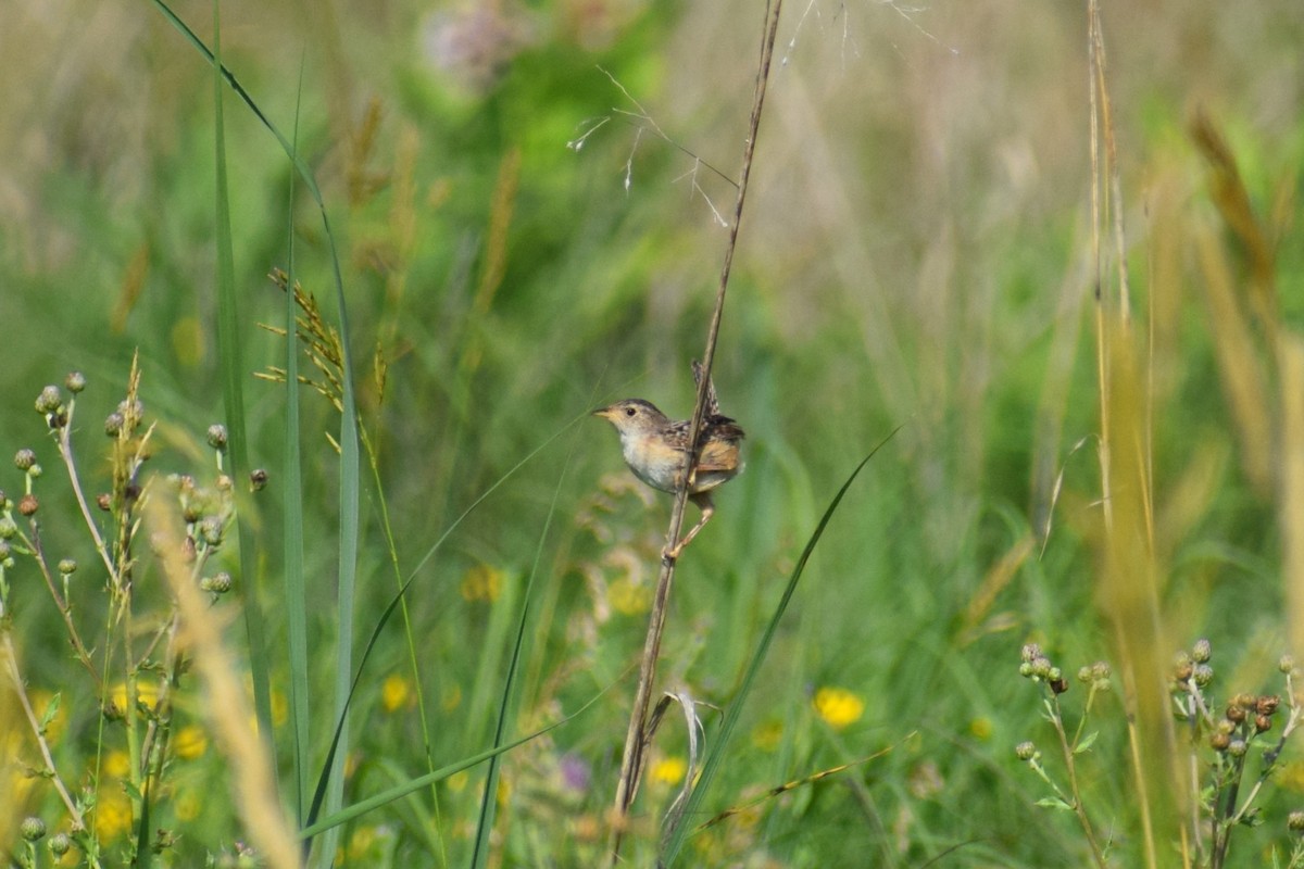 Sedge Wren - ML638402877