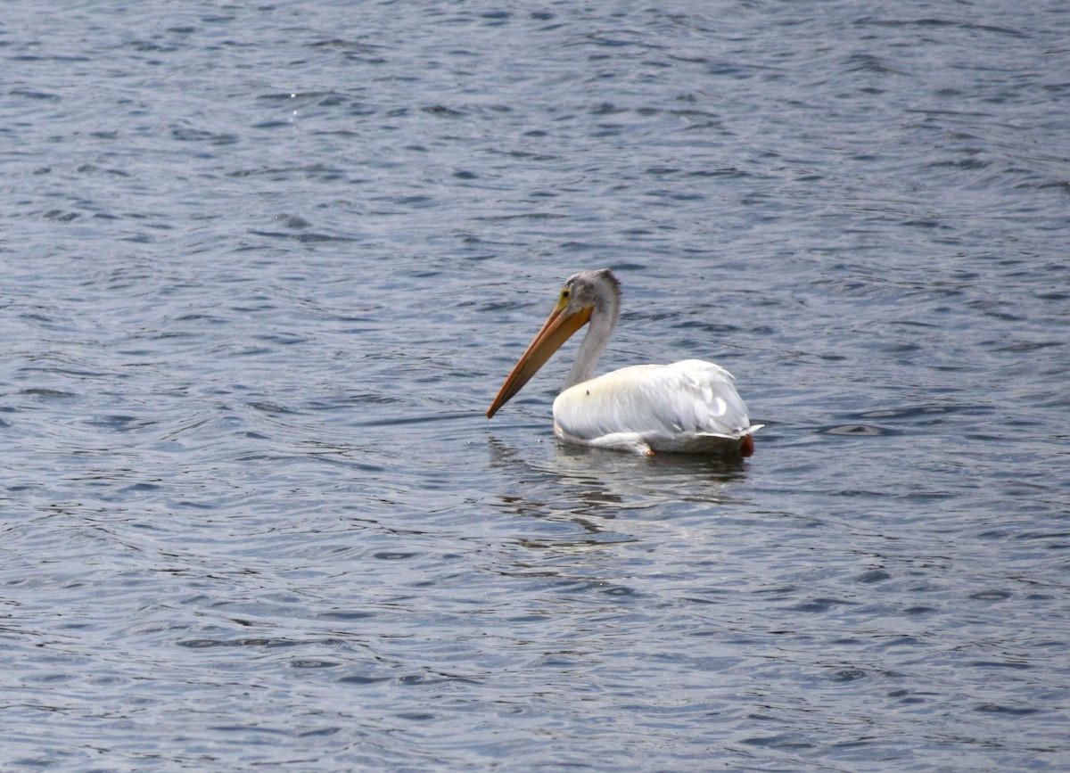 American White Pelican - ML638402880