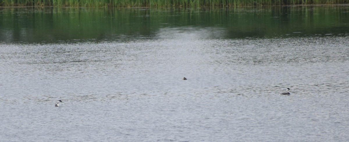 Western Grebe - ML638402883