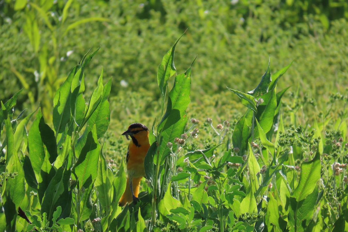 Bullock's Oriole - ML638402890