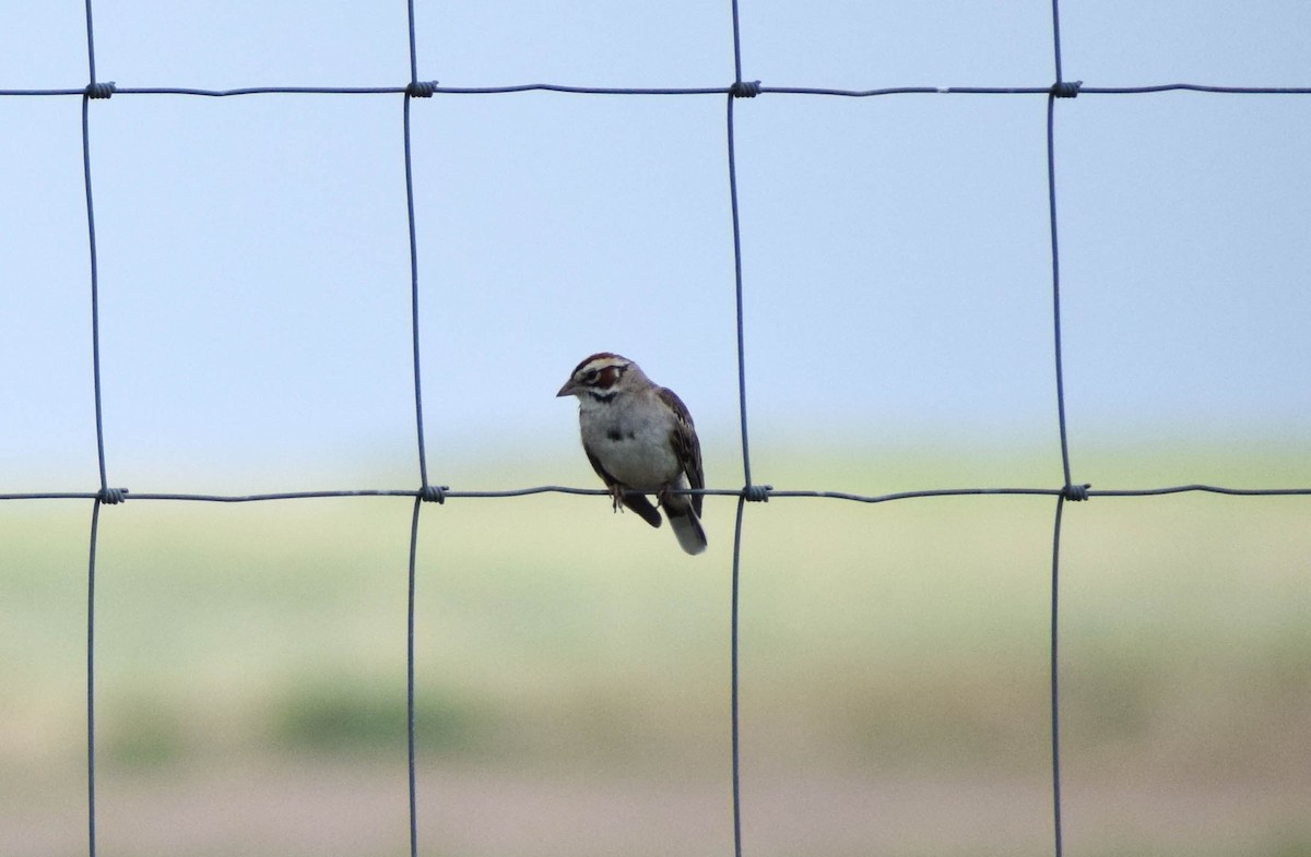 Lark Sparrow - ML638402913