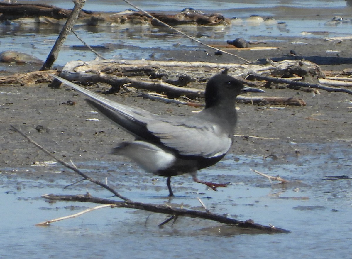 Black Tern - ML638402974