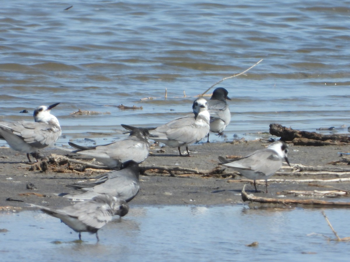 Black Tern - ML638402982
