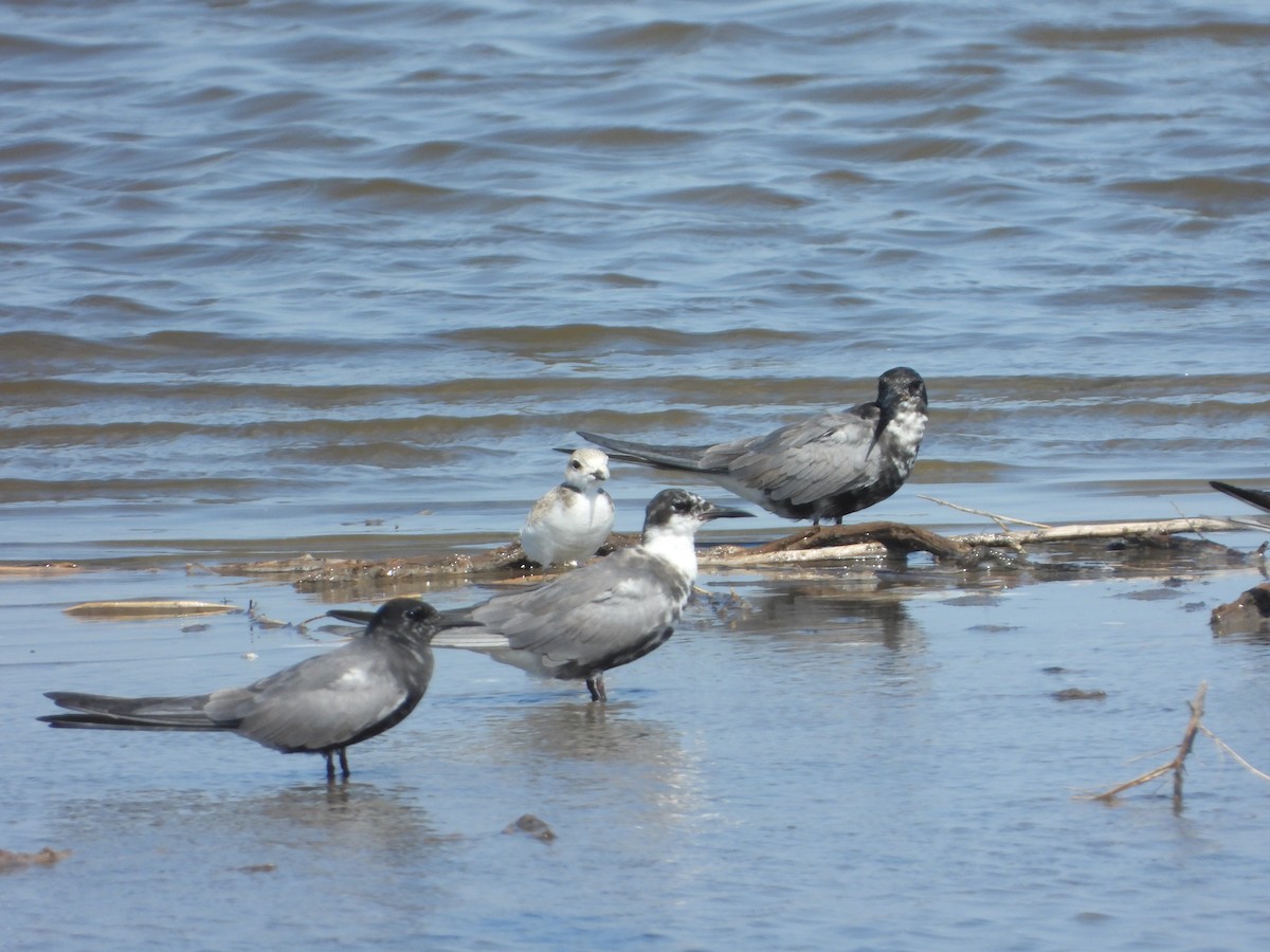 Black Tern - ML638402983