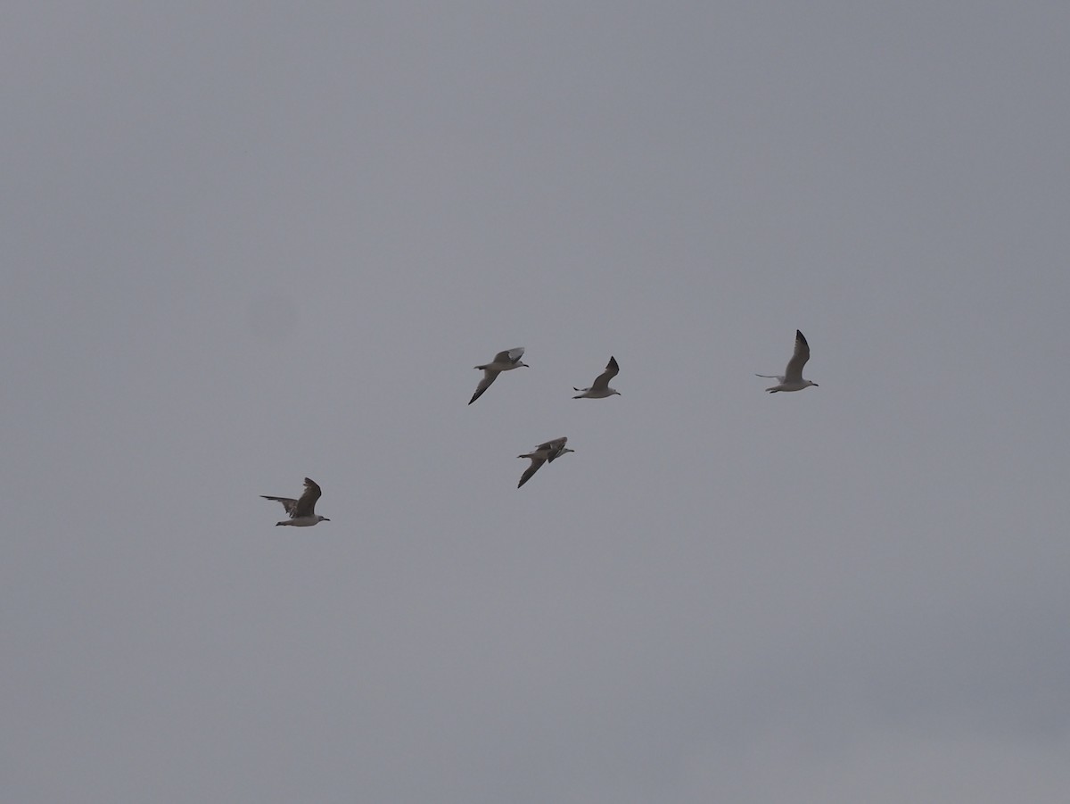 Larus sp. - ML638402988