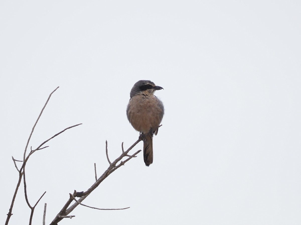 Iberian Gray Shrike - ML638402998