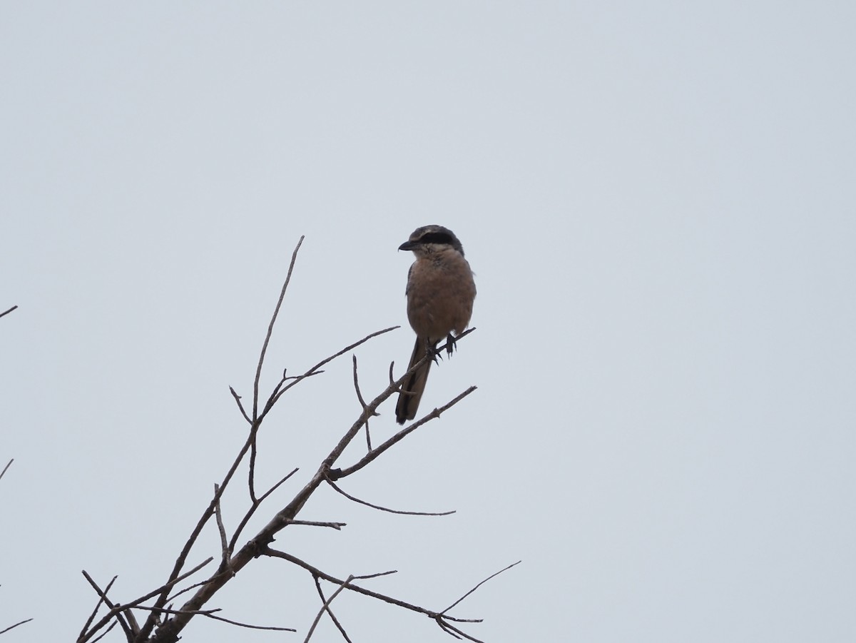Iberian Gray Shrike - ML638402999