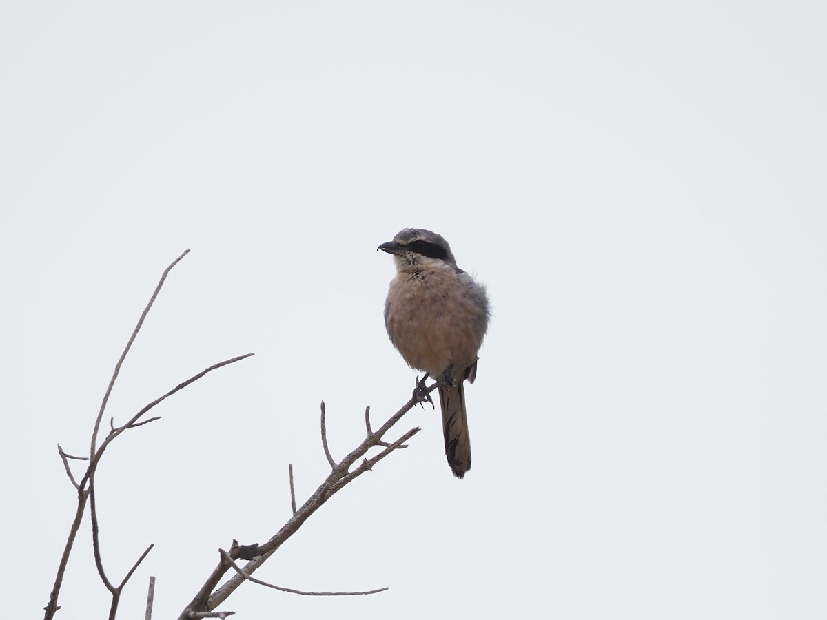 Iberian Gray Shrike - ML638403000